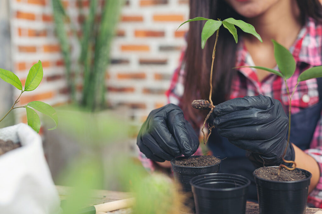 HORTA NO APARTAMENTO: COMO MONTAR?